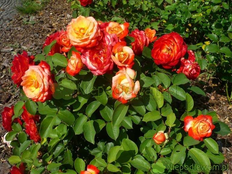 vackra rosor Pussel online