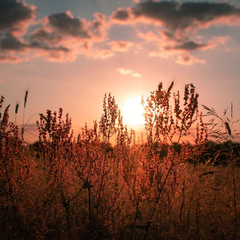 Закат в поле в Потсдаме. онлайн-пазл