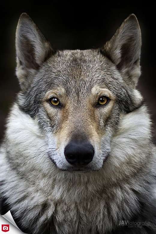 Csehszlovák farkaskutya kirakós online