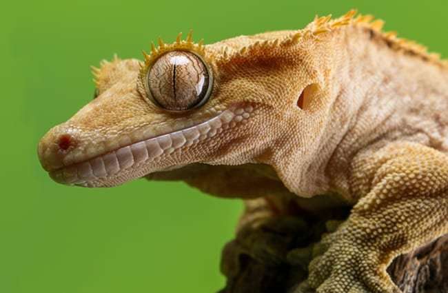 krönad gecko pussel på nätet