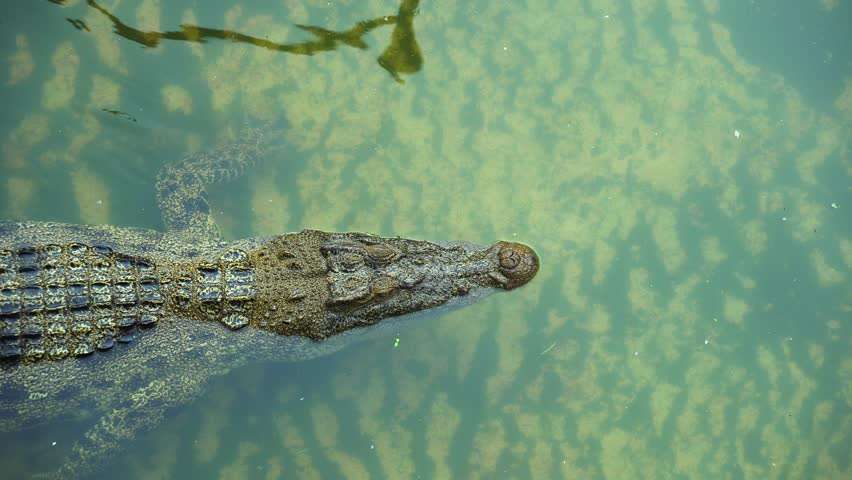 crocodil înot jigsaw puzzle online