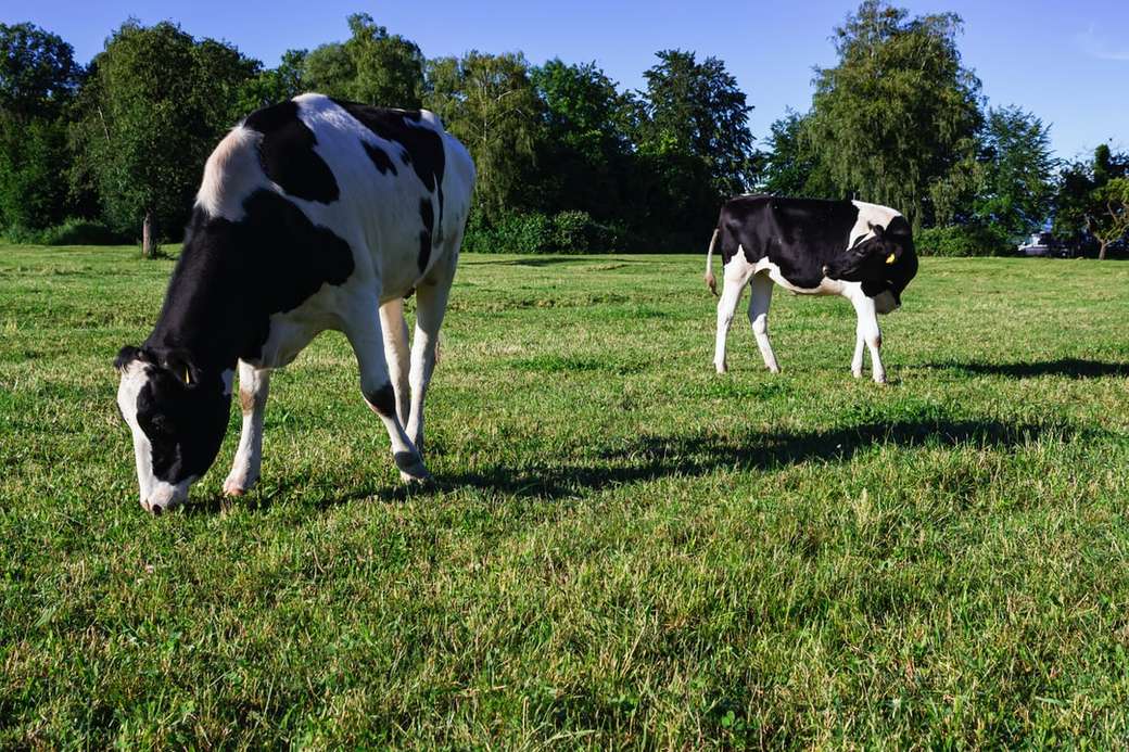 Vaca lechera en el pasto rompecabezas en línea