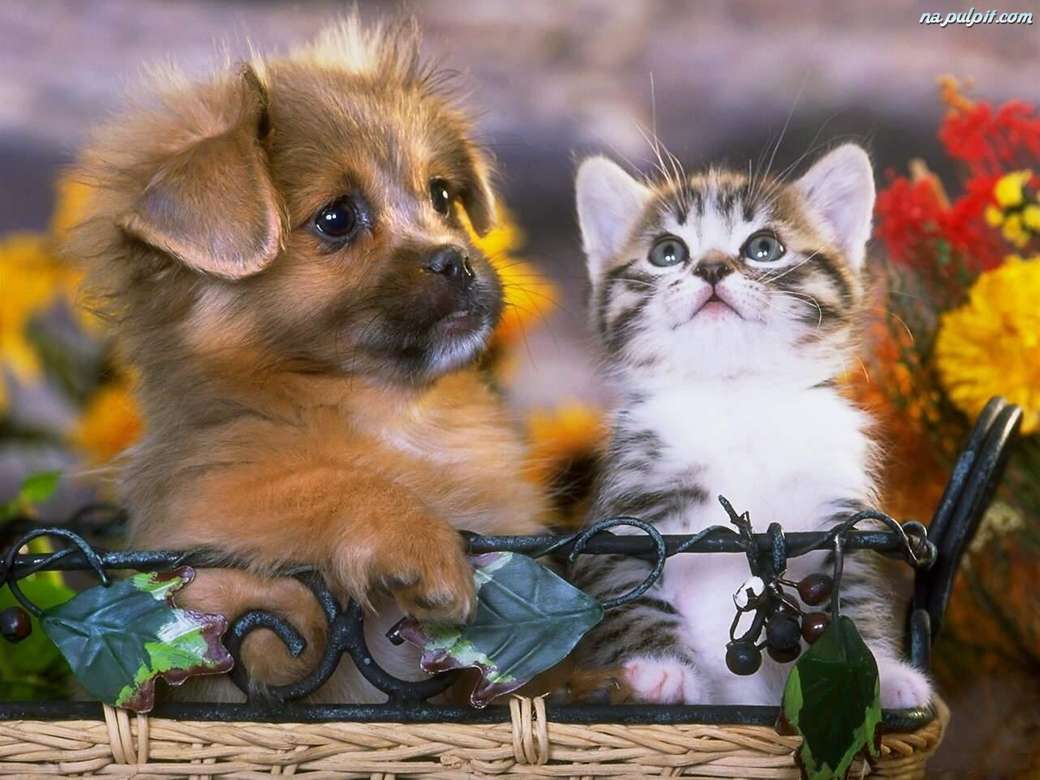 котка и куче онлайн пъзел