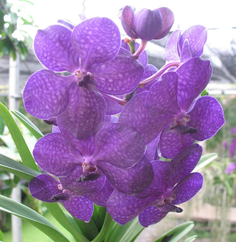 A orquídea azul puzzle online