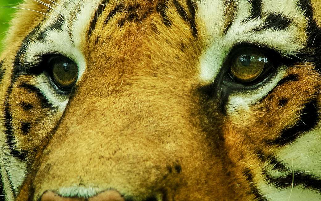 Se ghemuiește Tigrul puzzle online