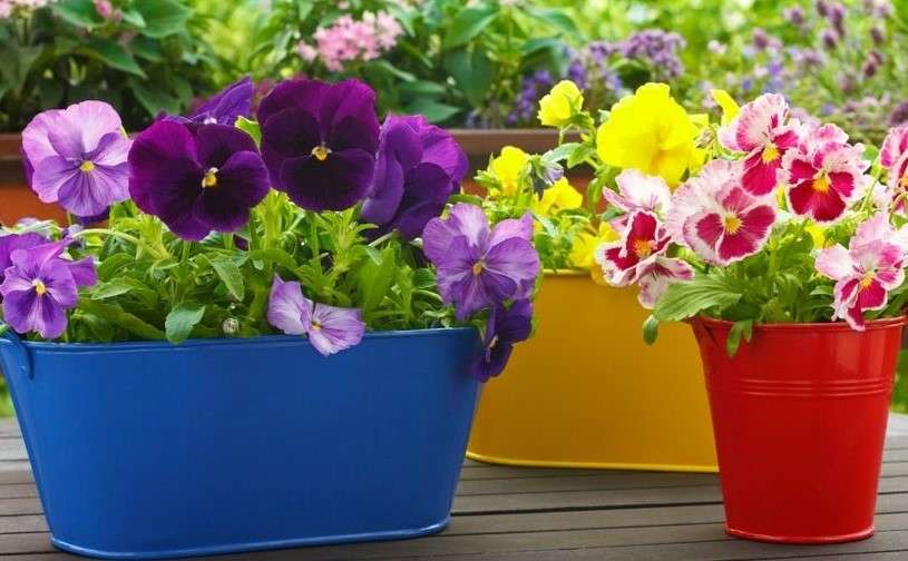Colorful Pansies jigsaw puzzle