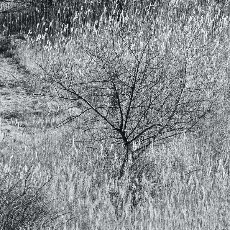 árbol sin hojas en campo gris rompecabezas en línea