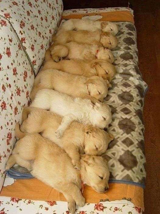 good night puppies online puzzle