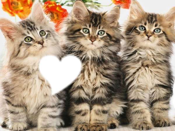 3 aranyos, kövér cica online puzzle