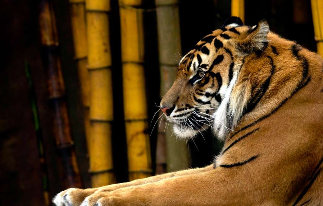 barna tigris bambusz fák mellett kirakós online