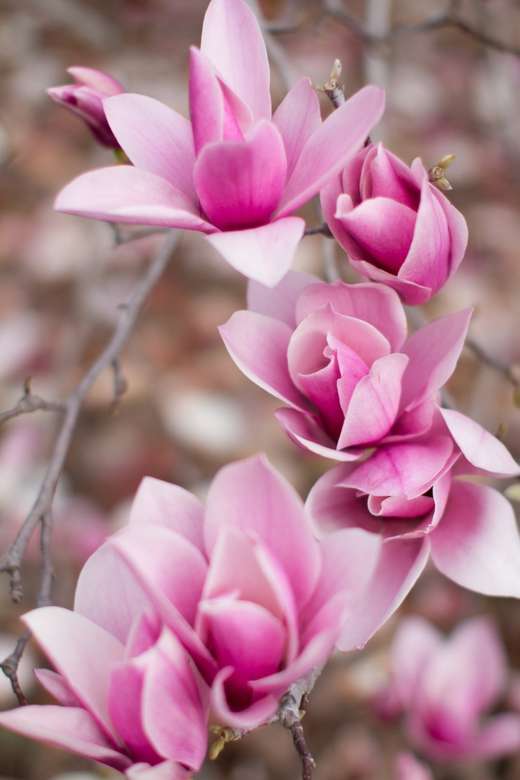 magnolia legpuzzel online