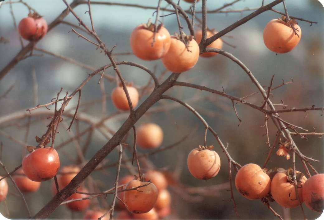 Дърво плодове от хурма онлайн пъзел