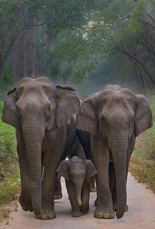 семейство слонове онлайн пъзел