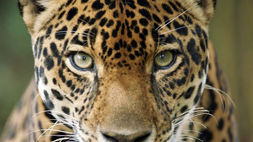 Sydamerikanska Jaguar pussel på nätet