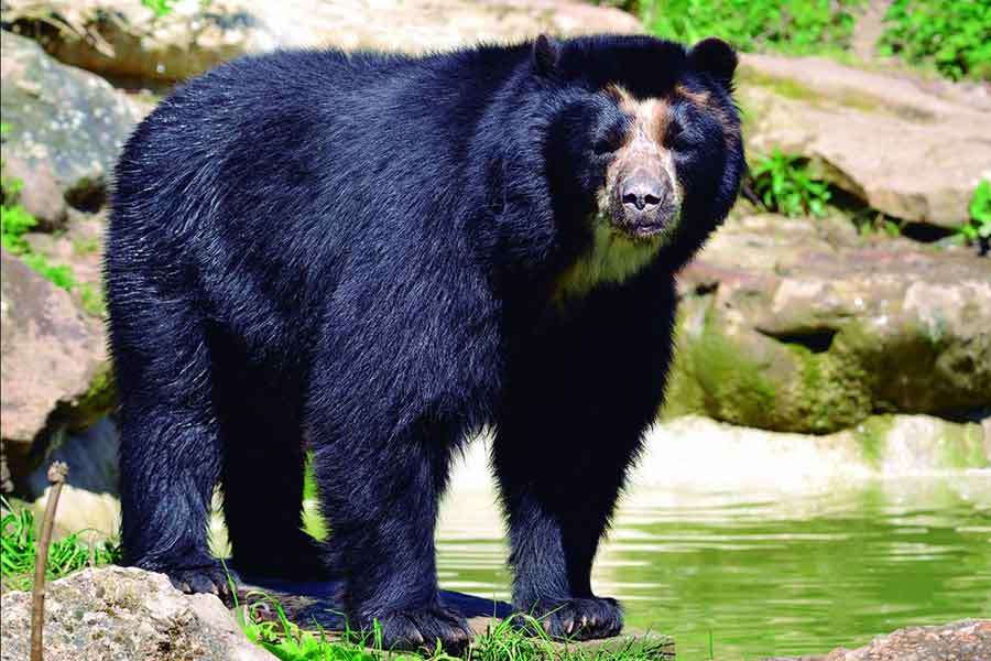Spectacled Bear jigsaw puzzle online