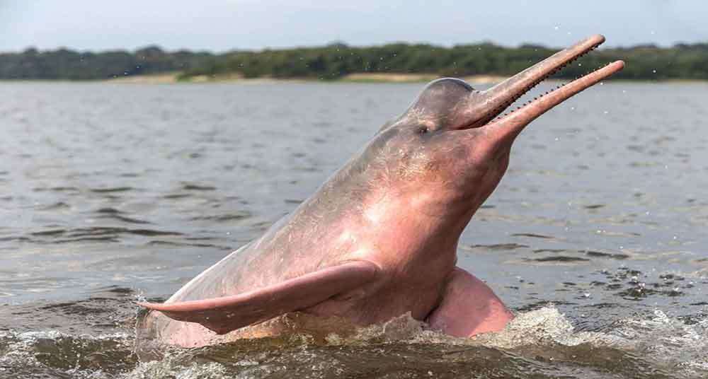 Roze dolfijn online puzzel