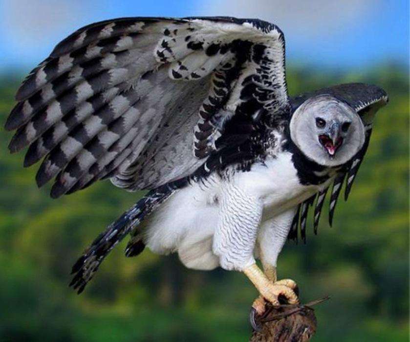 Harpy αετός online παζλ