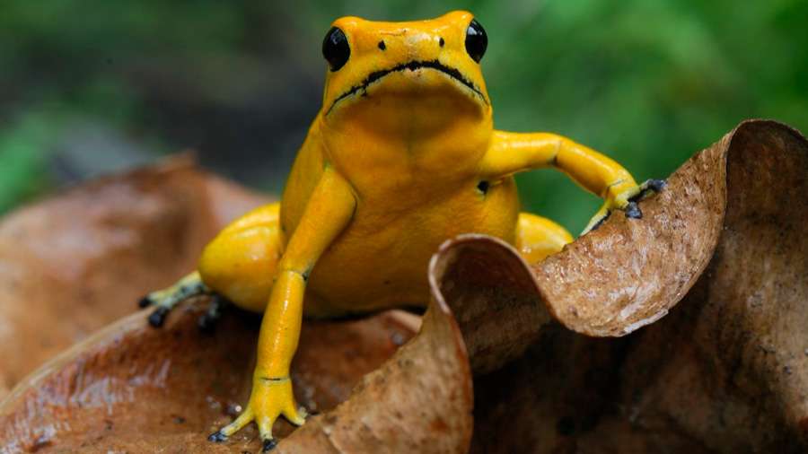 Златна жаба онлайн пъзел