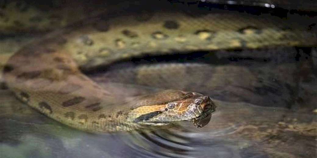 Anaconda rompecabezas en línea