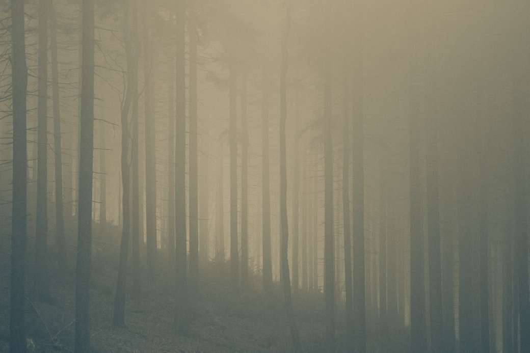 Mlhavé stromy v lese online puzzle