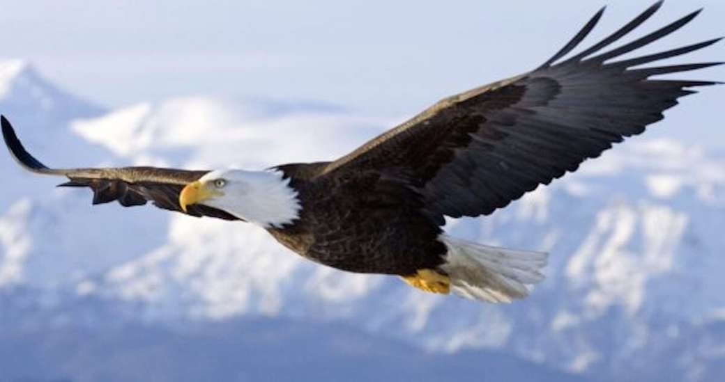 The flight of the bald eagle jigsaw puzzle online