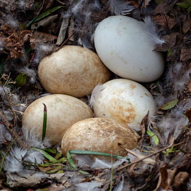 Goose eggs at the Memphis Botanic Gardens. jigsaw puzzle online