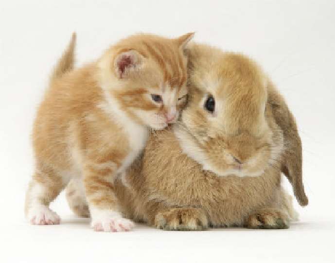 Kitten en konijn. legpuzzel online