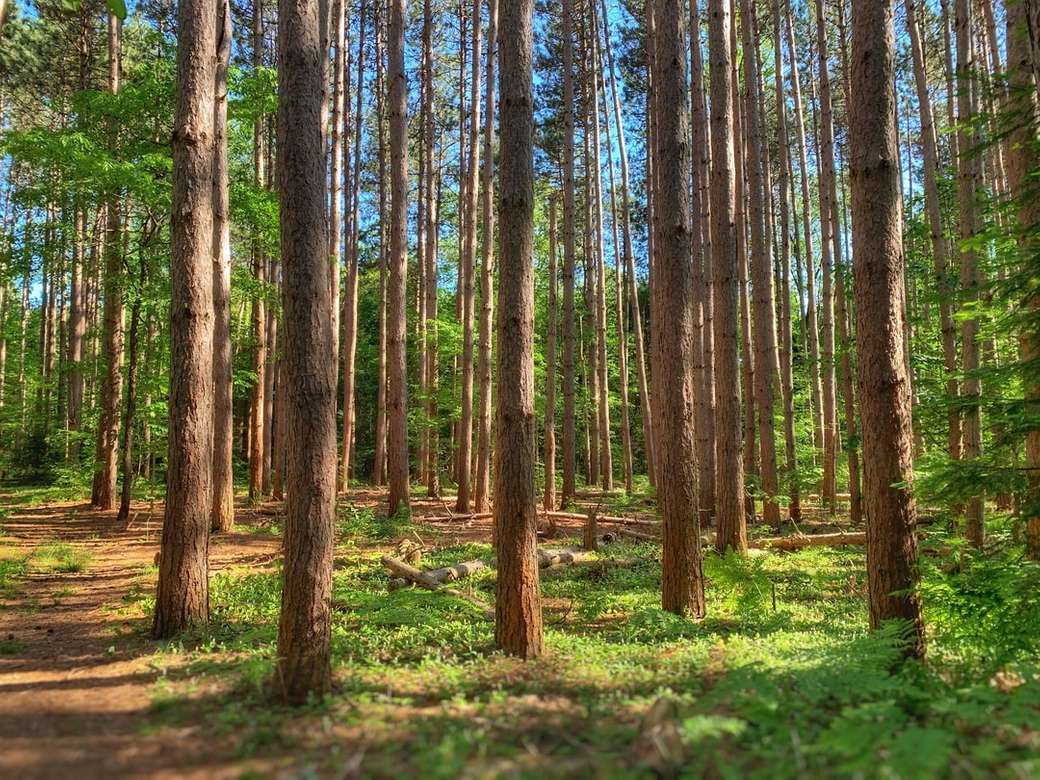 Lásd az erdőt a fák számára online puzzle