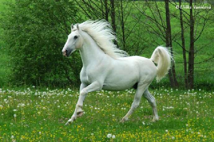 Липиццианская лошадь онлайн-пазл