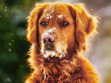 PERROS DULCES rompecabezas en línea