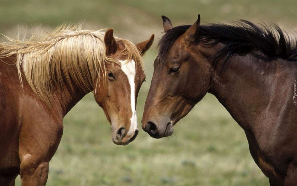 2頭の馬。 ジグソーパズルオンライン