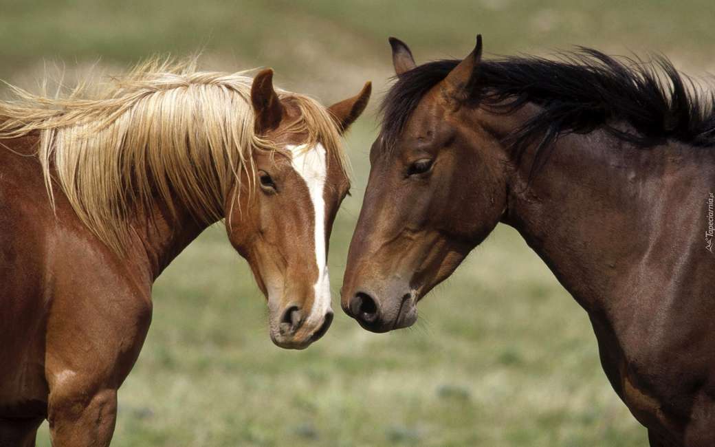 TWO HORSES. jigsaw puzzle online