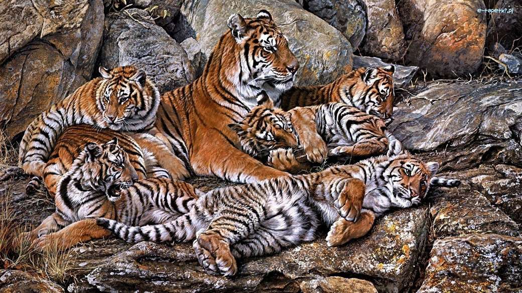 Семья - тигры онлайн-пазл