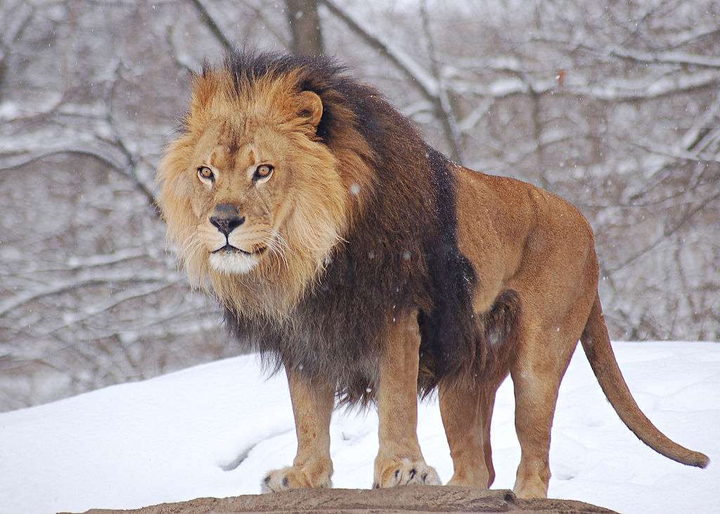 AFRIKA LION Pussel online