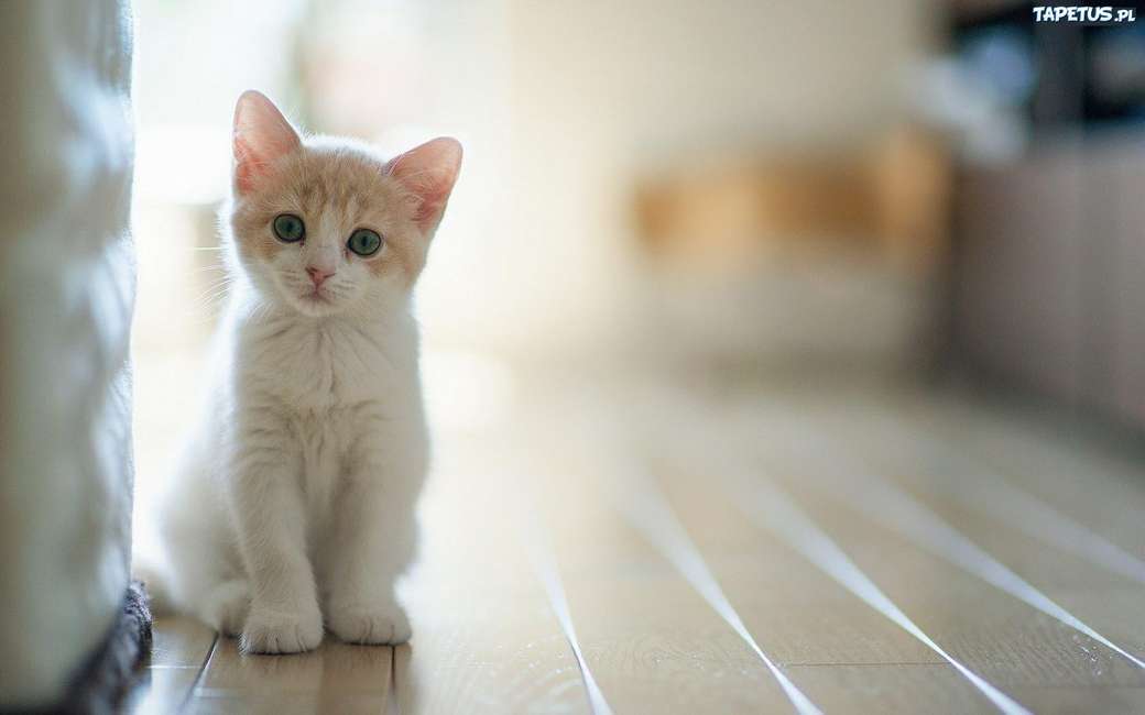 маленький белый котенок пазл онлайн
