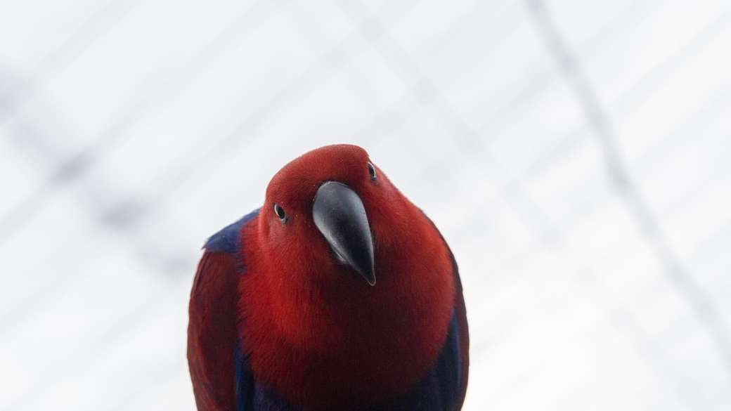 oiseau enduit rouge et bleu puzzle en ligne