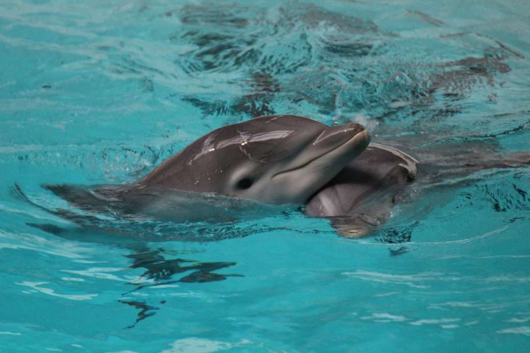 Грають дельфіни пазл онлайн