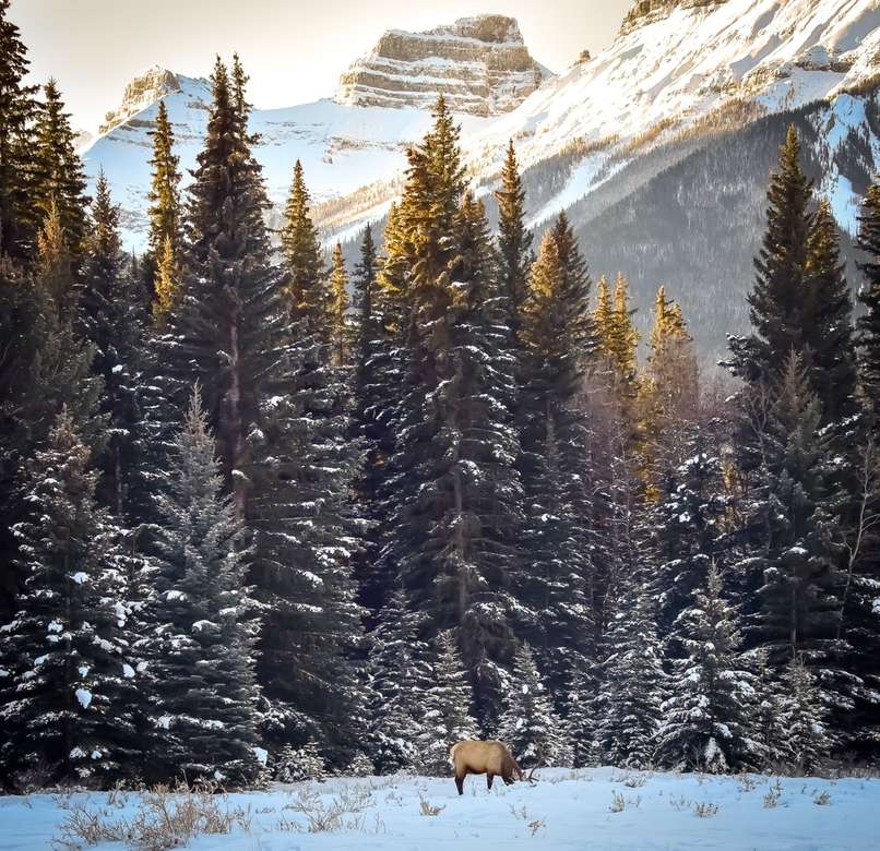 moose stând lângă copaci jigsaw puzzle online