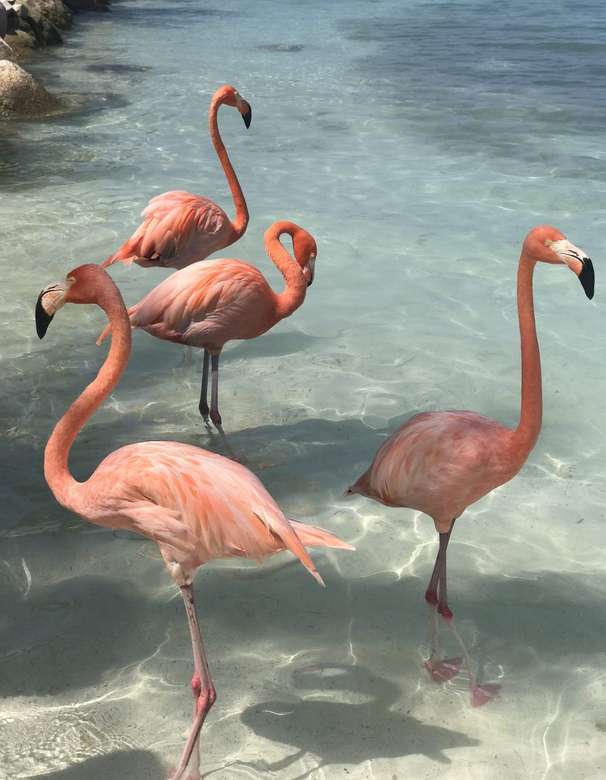 Flamingos pussel på nätet