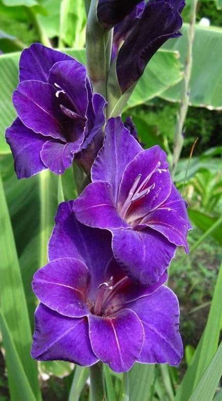 gladiolus - gladiol violet jigsaw puzzle online