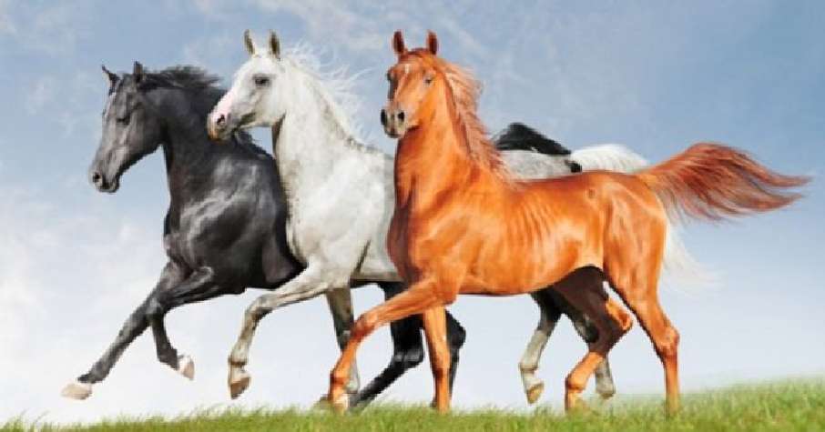 Tre hästar pussel på nätet
