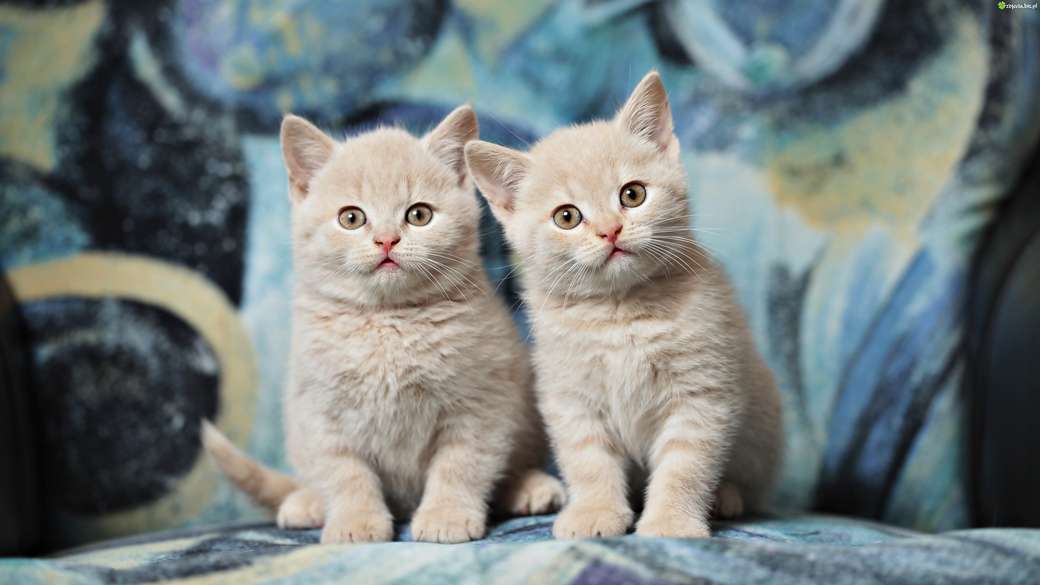 Två vita katter. pussel på nätet