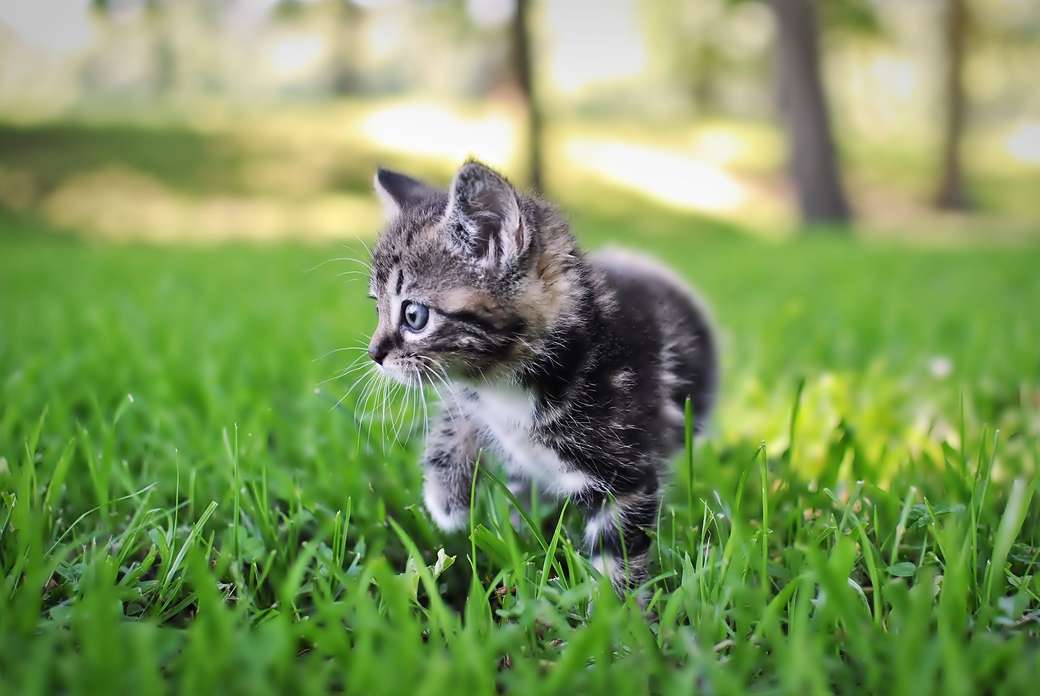 Kattunge på gräset Pussel online