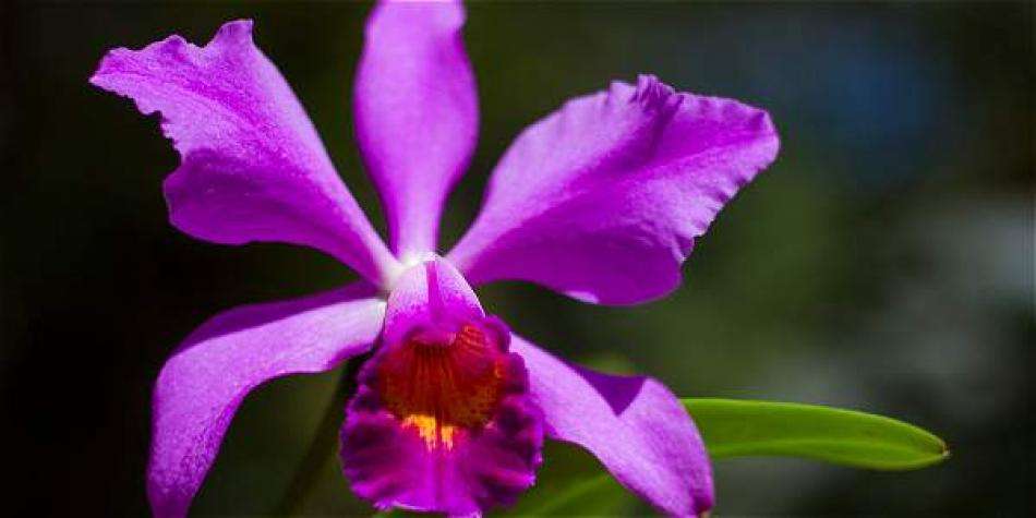 Kolumbianische Orchidee Online-Puzzle