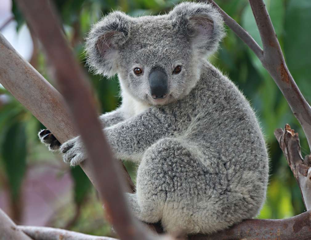 Pussel av en koala pussel på nätet