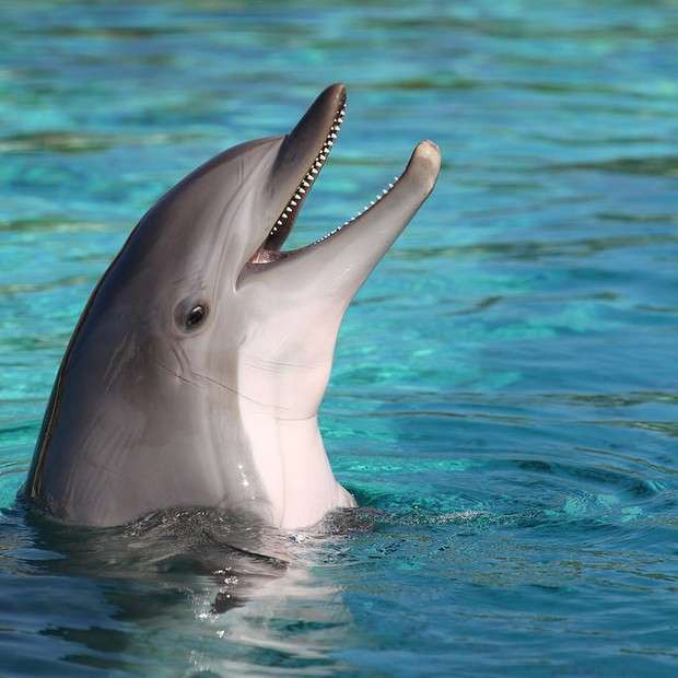 делфин онлайн пъзел
