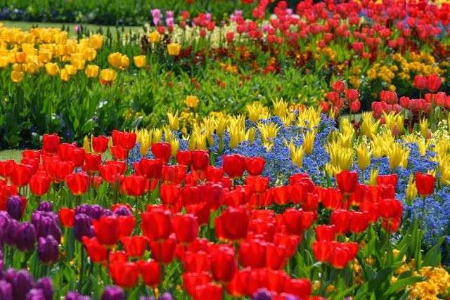 flores în jardin puzzle online