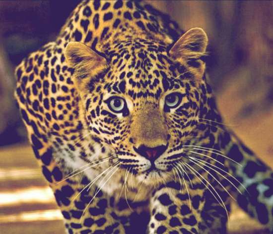 Brazilský Jaguar - Jaguar online puzzle