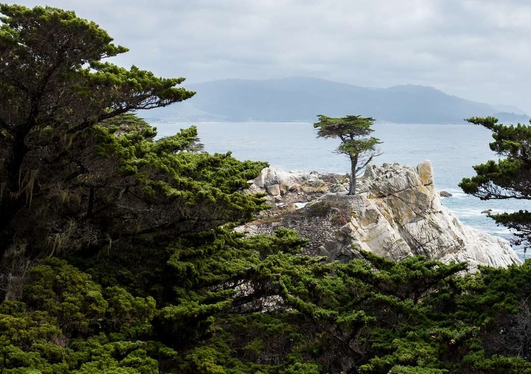 Cypress solitario icónico a lo largo de 17 millas Drive en la península de Monterey. rompecabezas en línea