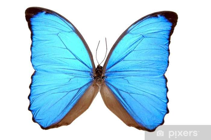 BLUE BUTTERFLY online puzzle